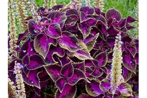 Grow Your Secret Garden Coleus Black Dragon 25 Seeds