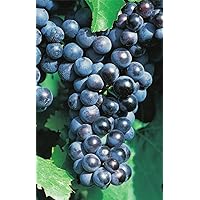 Vitis vinifera Muskat Nay blaue Weinrebe Tafelt. großfruchtig veredelt