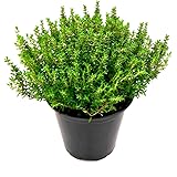 italienischer XXL Thymian Pflanze, Thymus vulgaris Freilandpflanzen im 14 cm Topf 1stk