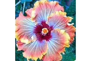 Saterkali Graines d'hibiscus, 50 pièces/sac graines d'hibiscus fleur tropicale décor à la maison vivace en pot bonsaï graines de plantes pour jardin Graines d'hibiscus