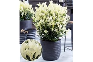 BALDUR Garten Euonymus 'Himalaya',1 Pflanze, weißer Neuaustrieb, immergrün, winterhart & mehrjährig, pflegeleicht, ideal für Beet & Kübel