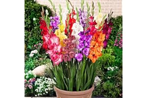 WJKWY-Q 10 StüCk Gladiolen Zwiebeln Winterhart MehrjäHrig - Seltene Pflanzen Serie - Blumenzwiebeln Mix BüRopflanzen Topfpflanzen DraußEn Exotische Stauden Hydroponik Balkon Deko