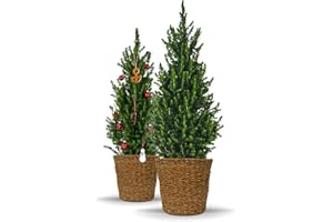 Bloomify® Zwergfichte "Fridolin" mit Übertopf aus Seegras | 90-120 cm großer winterharter mini Weihnachtsbaum | echte Zuckerhutfichte für Drinnen und Draußen | Pflanze für Topf und Garten
