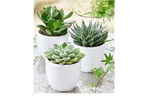 BALDUR-GARTEN GMBH BALDUR Garten Sukkulenten 3er-Mix,3 Pflanzen, exotische Zimmerpflanzen, Grünpflanzen, mehrjährig - frostfrei halten, pflegeleicht & trockenheitstolerant, Wasserbedarf gering