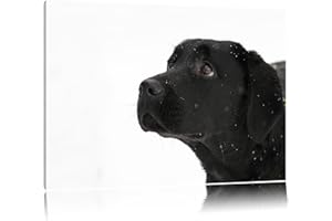 PIXXPRINT Labrador noir dans la neige Toile, XXL photos complètement encadrée avec de grandes images de coin, art impression sur la photo murale avec cadre, moins cher que la peinture ou une peinture à l'huile, pas une affiche ou bannière
