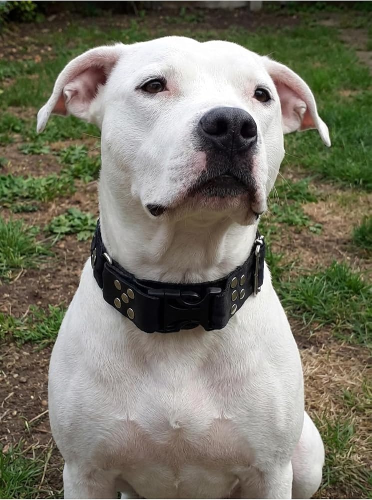 Köpek Boyun Tasması Ayarlanabilir Büyük Irk 5 cm Genişlik Emniyet Kemeri Kolon Kordon