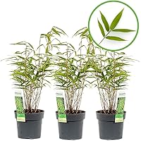 Mein schöner Garten Bambus Fargesia Rufa – Schirmbambus für Garten Terrasse und Balkon – Bambuspflanze immergrün…