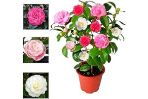 Carbeth Plants Camellia Japonica Plant Tricolour Red, White & Pink in One Pot - Evergreen Shrub Garden Ready - Rare Variety of Camellia 30-50 cm in Height (Regular Packaging)