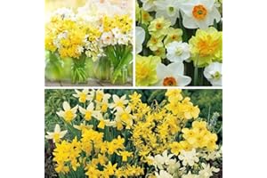 THOMPSON & MORGAN Narcissus 'Miniature Mixed' Daffodil Bulbs – Hardy Compact Varieties with Bright Yellow Blooms – Ideal for Borders, Containers & Naturalizing – 20 Bulb Pack by Thompson and Morgan