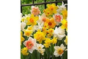 FLORA IMPORT 15 X Narcisi Misti - Daffodil Mix - Bulbi Alta Qualità (15)