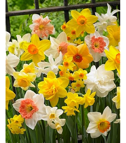 Bulbi Da Fiore In Sacco Di Juta - Foto 11