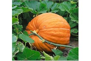 PREMIER SEEDS DIRECT - Pumpkin Seeds - DILLS Atlantic Giant - 25 Finest Seeds