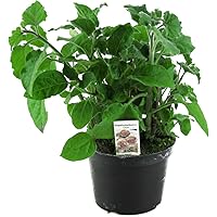 Andenbeere (Physalis peruviana), frische Kapstachelbeere Pflanze