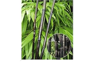 BALDUR Garten Schwarzer Bambus 'Black Pearl', 1 Pflanze, Fargesia nitida Blackpearl, winterhart, pflegeleicht, immergrün, schwarzer Bambus, Zierstrauch-Rarität