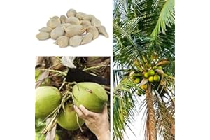 GÉNÉRIQUE Generic Graines De Noix De Coco, 20Pcs Graines De Noix De Coco Plage Juicy Delicious Fruit Garden Yard Bonsai Decor Graines de cocotier