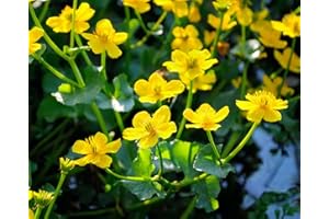 Carbeth Plants Pond Plants for Small Ponds - 3 X 9cm Pot Caltha Palustris Marsh Marigold - Live Marginal Ponds Plant - Low Maintenance Perennial Outdoor Pond Plant