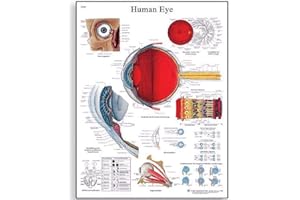 3B Scientific VR1226L Human Anatomy - Human Eye Chart, Laminated Version