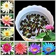 JENICO WORLD Rainbow Lotus Seeds for Planting in Water - Dwarf Germination Mix Flower Seeds, 15 Seeds for Vibrant Rainbow Lotus Plant Blooms in Ponds or Garden