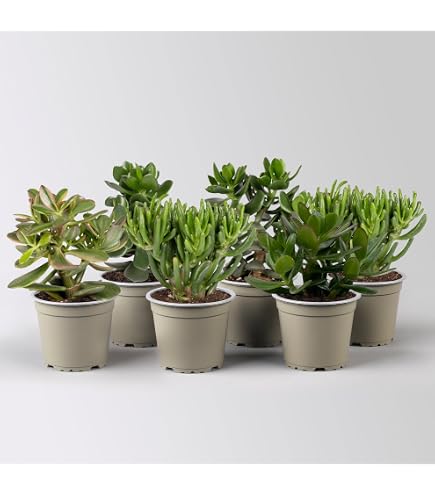 Dekoleidenschaft Kunstpflanze Crassula Ovata, 40 cm hoher Geldbaum,  knstliche Zierpflanze, tuschend echt, Pfennigbaum, Dickblatt : Amazon.de:  Garten