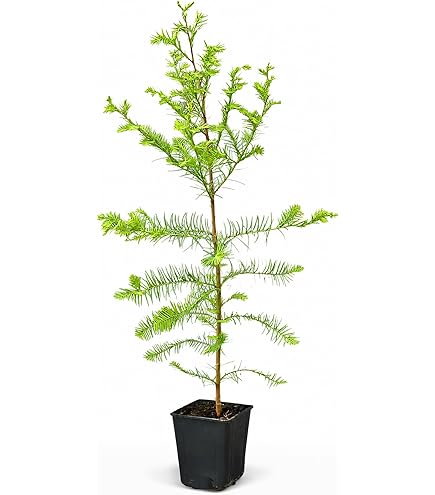 globus bonsai 8-year-old Ficus retusa bonsai – Zen shrub for bright indoors – Arkki main image 0