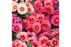 THOMPSON & MORGAN Primrose 'Husky Raspberry Punch' Plug Plants Primula Hardy Perennial Flowering Garden Plants for Patio Pots and Cottage Gardens 24 Plugs by Thompson and Morgan