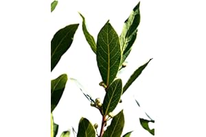 GENÉRICO Planta natural Laurus Nobilis. Laurel 10-15 cm. En cepellón listo para plantar. Aroma agradable, hojas culinarias, resistente, fomenta biodiversidad y sirve como seto decorativo o barrera.