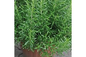 Rosemary Plug Plants. 'Abraxas'. Culinary Mediterranean herb. Plants for pollinators. Medium Plug Plants x 4. Available from Bedwen Plants.