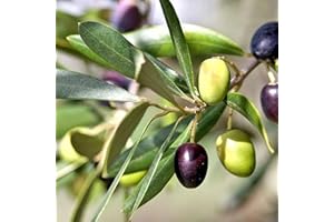 CARBETH PLANTS Olive Tree 'Olea europaea' Outdoor Fruit Tree in a 14cm Pot - 25cm in Height