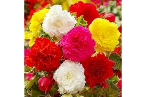 DUTCH BULBS EXCLUSIVE PLANTS FROM HOLLAND Begonia Collection