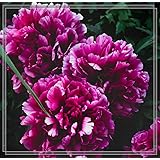 Pfingstrosen-Pfingstrosen Knolle,Pfingstrosen Stauden,1 Blume -Rose Pfingstrosenzwiebel,Modeblume,Schöne Jugend, Geruch,Garte