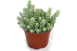 Sedum morganianum burritum – Monkey Swing – 12 cm pot