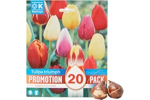 Verdecora Bulbo flor Tulipan Mix natural | Bulbo de Otoño | 20 unidades (PORTES INCLUIDOS)