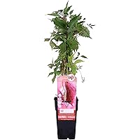 Blumen Senf wilder Wein (Sorte: Parthenocissus quinquefolia)