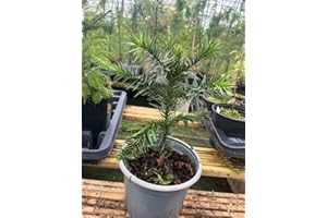 GENERIC Monkey Puzzle Tree - Araucaria Araucana | Premium Hardy Evergreen Specimen Tree | Ancient Living Fossil with Distinctive Spiral Leaves | 10/20cm (P9)