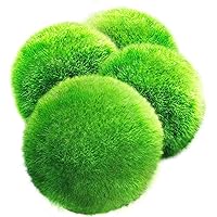 Gigantische Luffy Marimo-Algenbälle, Extra große Packung wunderschöner Pflanzen, Schafft eine gesunde Umgebung…