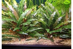 Lincolnshire Pond Plants Ltd Cryptocoryne Beckettii - Tropical Aquarium Plants - Oxygenating Plant Aquarium, Fish Tank, Live Plants for aquascaping, Tropical Aquatic Plants.