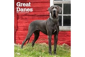 Great Danes International Edition | 2024 12 x 24 Inch Monthly Square Wall Calendar | BrownTrout | Animals Dog Breeds