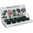 Pronto Seed Bonsai Tree Grow Kit with 5 Seed Varieties of Bonsai Tree to Grow, Eco Gifts Made with 100% Recyclable Materials