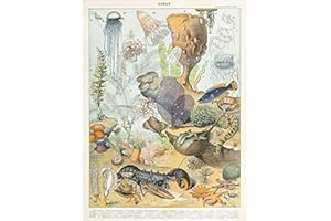 Artery8 Millot Encyclopedia Page Ocean Animals Unframed Wall Art Print Poster Home Decor Premium