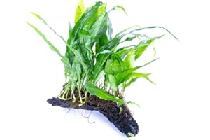 Lincolnshire Pond Plants Ltd - Bogwood, Rocks and PadsTropical Live Aquarium Plants (Small Java Fern On Bogwood)