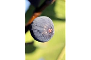 CLEMATITE.NET Figuier Noir de Bellone C 5 Litres