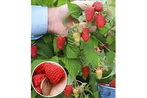 BALDUR-Garten Riesenhimbeere Primeberry® Autumn Happy®, 1 Pflanze, Rubus idaeus, winterhart, mehrjährig, pflegeleicht, sehr ertragreich, dornenlose Spitzenzüchtung, extrem große & aromatische Früchte