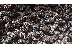 CATAPPA-LEAVES alder cones - alder cones ~ 500 pieces (= 200 grams) healthy water, fish and shrimp - Free Shipping