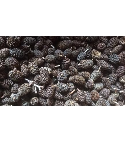 Betta / Hojas De Camarón 10 46 Premium Catappa Indian Almond | Cuotas Sin Interés - Foto 4