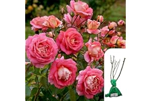 HARRINGTONS ROSES 1 x Rosa Silver Jubilee Hybrid Tea Rose – Bare Root, Silver-Pink Blooms, Gold Medal Winner, Fragrant and Low Maintenance - When Only The Best Will Do - Top Grade “A” Roses