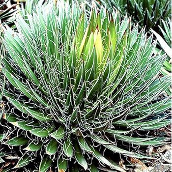 Kakteengarten 3 winterharte Pflanze Yucca /Palmlilien im