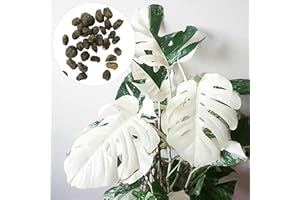 Luojuny Graines de Monstera Deliciosa, 30 graines à Croissance Rapide Pleine de vitalité tolérante à la sécheresse taux de Survie élevé Bien adaptée Germination Facile Jardinage Plantes d'Ext