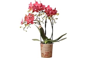 KOLIBRI Orchidée rouge Phalaenopsis - h35cm, Ø9cm - plante d'intérieur fleurie