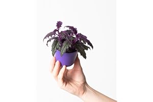 GENERIC Gynura aurantiaca 'Purple Passion' - Fast Growing Pet-Friendly Houseplant 12cm