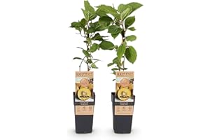 GREEN BOUTIQ GreenboutiQ - Plante fruitière - Kiwi Jaune - Actinidia deliciosa Kiwi Doré - Fruit Jaune - 2 plantes - Pot 15cm Hauteur 50cm